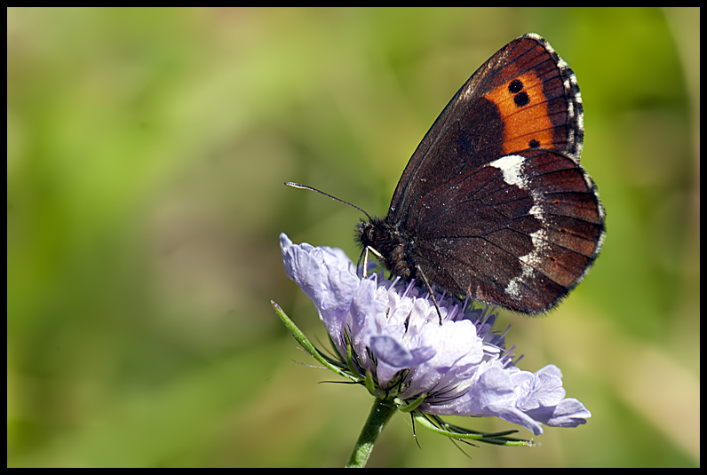 Erebia ligea  Linneus 1758